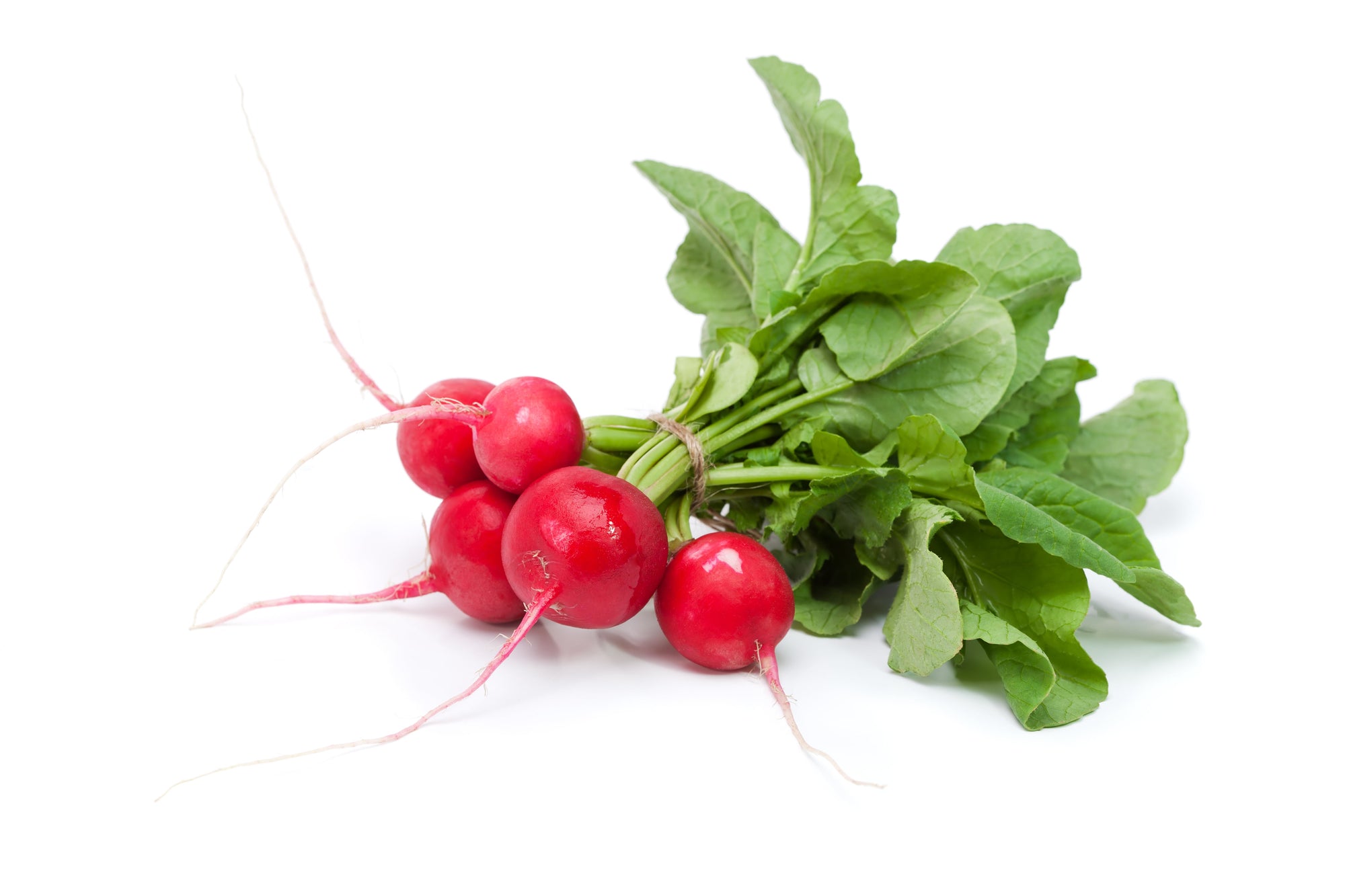 Fresh Radish