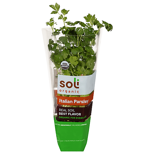 Potted Herbs - Italian Parsley