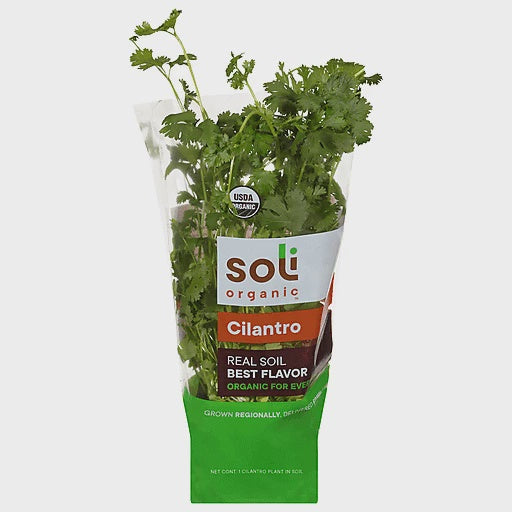 Potted Herbs - Cilantro