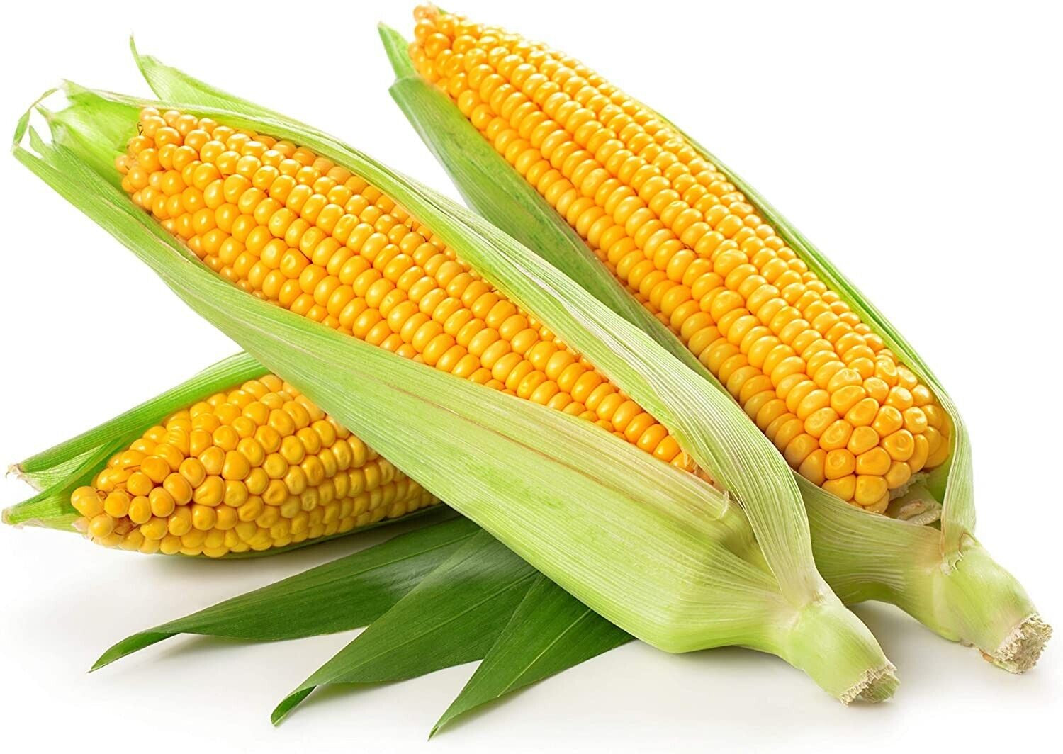 Fresh Corn on the Cob 3ct