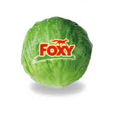 Foxy Fresh Iceberg Head Lettuce 1ea