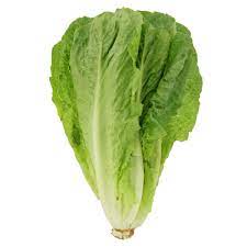 Fresh Romaine Lettuce Ea